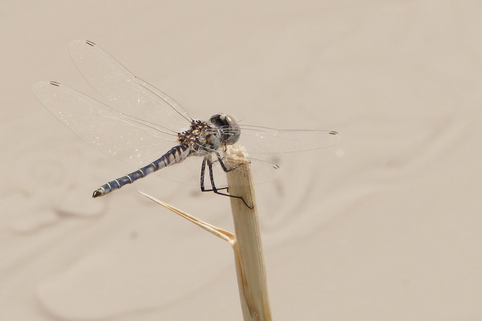 Dragonflies of Rhodes Island (Greece)  -NEW-